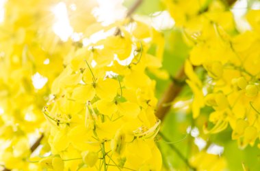 fiore d'oro doccia o cassia fistola