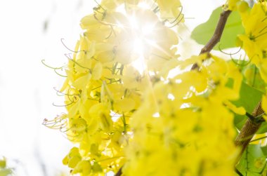 fiore d'oro doccia o cassia fistola
