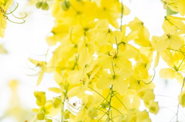 fiore d'oro doccia o cassia fistola