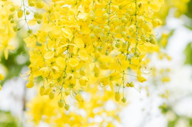 fiore d'oro doccia o cassia fistola