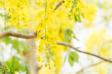 fiore d'oro doccia o cassia fistola