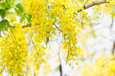 fiore d'oro doccia o cassia fistola