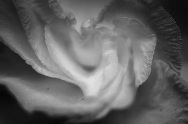 beyaz çiçek vintage