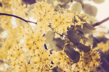 altın duş veya cassia fistül çiçek vintage