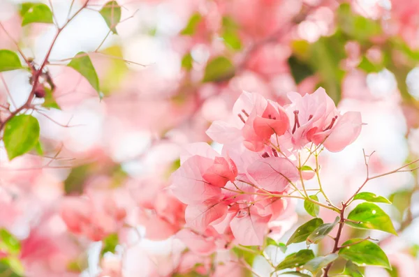 Flores de papel ou Bougainvillea — Fotografia de Stock