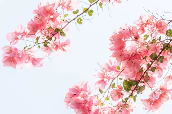 Flores de papel o buganvilla —  Fotos de Stock