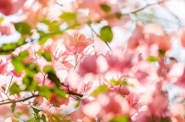 Papper blommor eller bougainvillea — Stockfoto