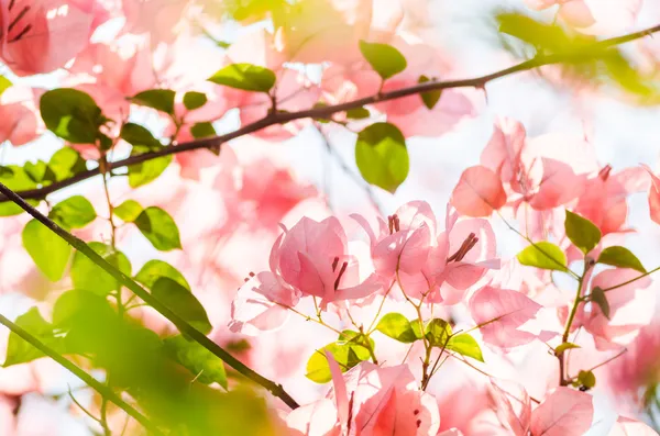 Papper blommor eller bougainvillea — Stockfoto