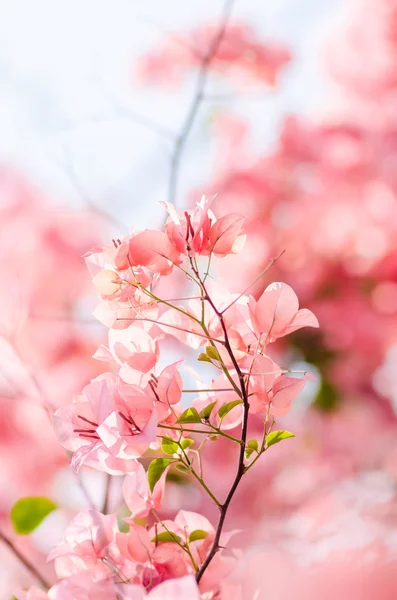 Бумажные цветы или Бугенвилья — стоковое фото