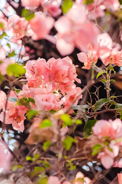 Flores de papel ou Bougainvillea — Fotografia de Stock