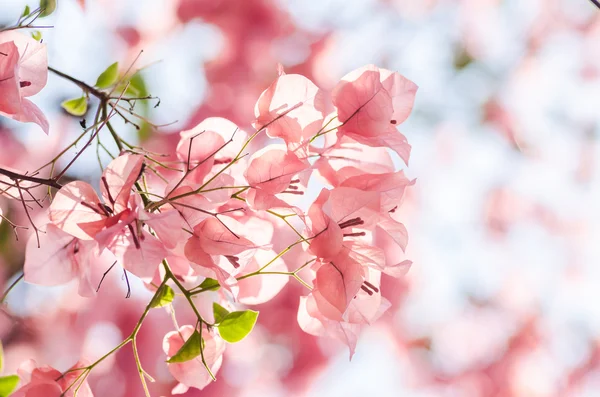 Papierblumen oder Bougainvillea — Stockfoto