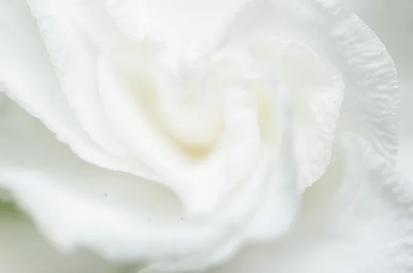 White flower — Stock Photo, Image