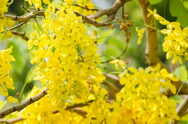 Золотой душ или цветок фистулы Касии — стоковое фото