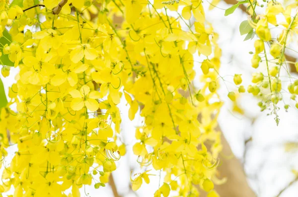 Gyllene dusch eller cassia fistula blomma — Stockfoto