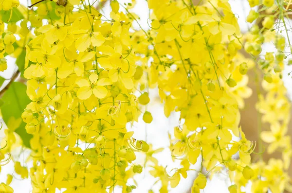 Złoty kwiat przetoki prysznic lub cynamon — Zdjęcie stockowe