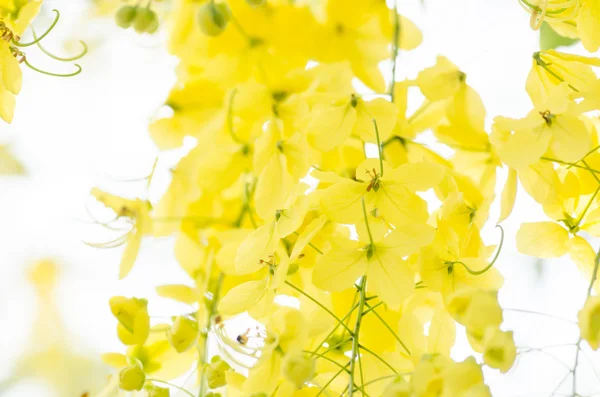 Золотой душ или цветок фистулы Касии — стоковое фото