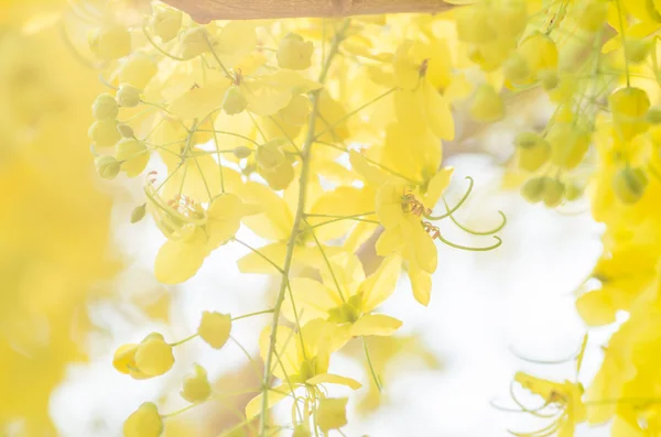 Gouden douche of cassia fistula bloem — Stockfoto