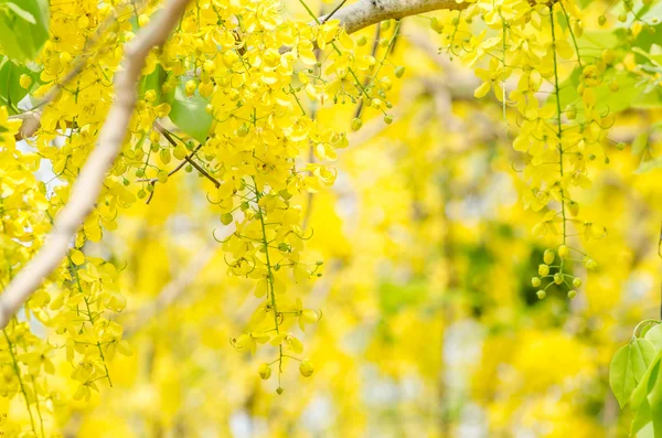 Fiore d'oro doccia o cassia fistola — Stok fotoğraf