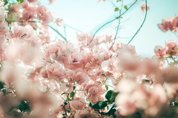 Flores de papel o Bougainvillea vintage — Foto de Stock