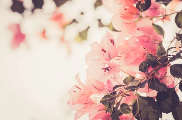 Fiori di carta o Bougainvillea vintage — Foto Stock