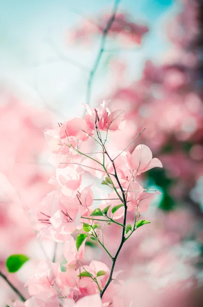 紙の花やブーゲンビリア ヴィンテージ — ストック写真