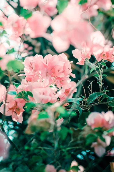 Papierblumen oder Bougainvillea Jahrgang — Stockfoto