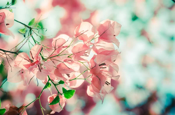 Papierblumen oder Bougainvillea Jahrgang — Stockfoto