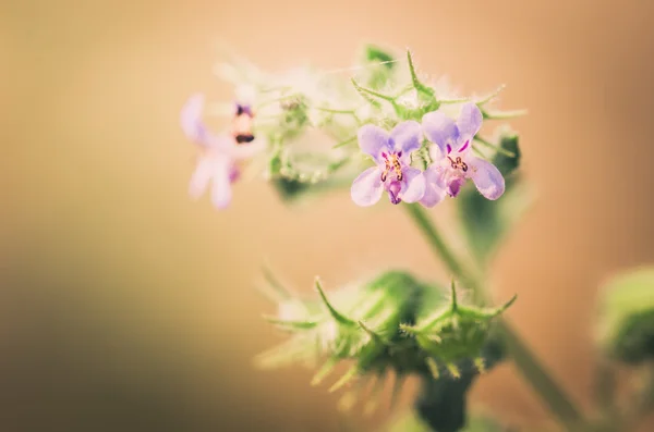 Fiore viola vintage — Foto Stock