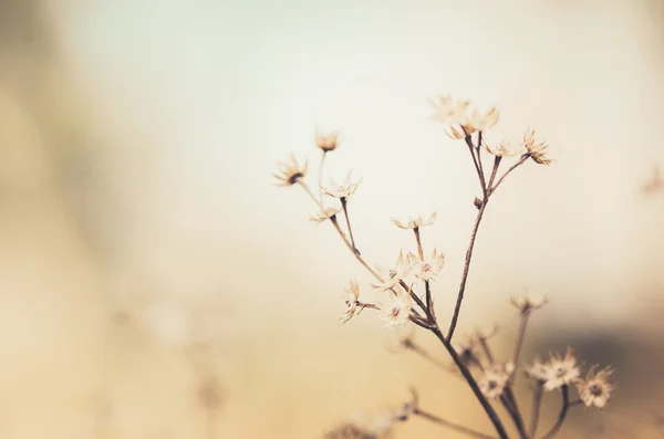 花植物のヴィンテージ — Stock fotografie