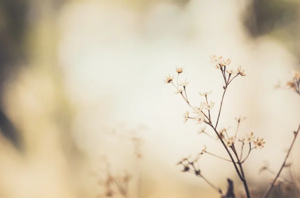 Flor planta vintage — Fotografia de Stock