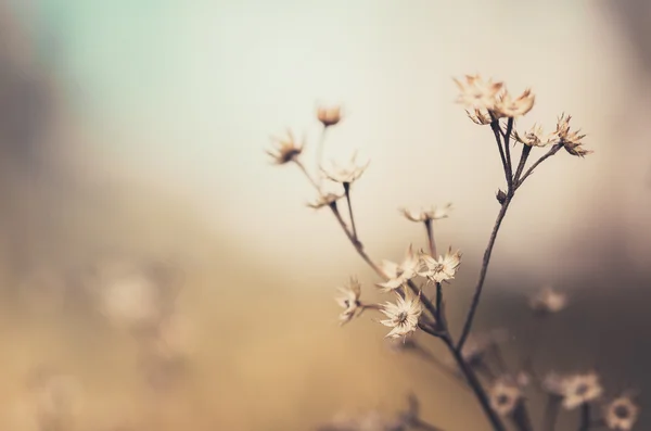 花植物のヴィンテージ — Stockfoto