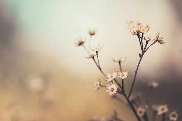 花植物のヴィンテージ — Stock fotografie