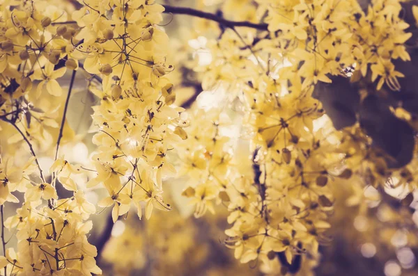 Chuveiro dourado ou Cassia fistula flor vintage — Fotografia de Stock