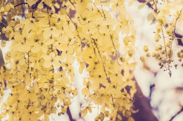 Χρυσή ντους ή cassia συρίγγιο λουλούδι vintage — Φωτογραφία Αρχείου
