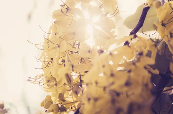 Gyllene dusch eller cassia fistula blomma vintage — Stockfoto