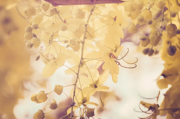 Gyllene dusch eller cassia fistula blomma vintage — Stockfoto