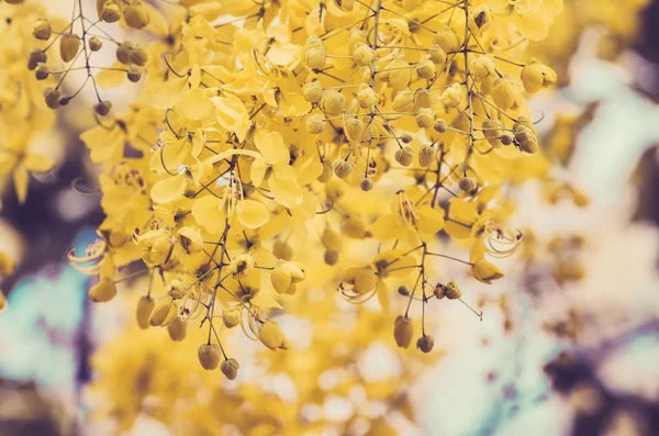 Altın duş veya cassia fistül çiçek vintage — Stockfoto