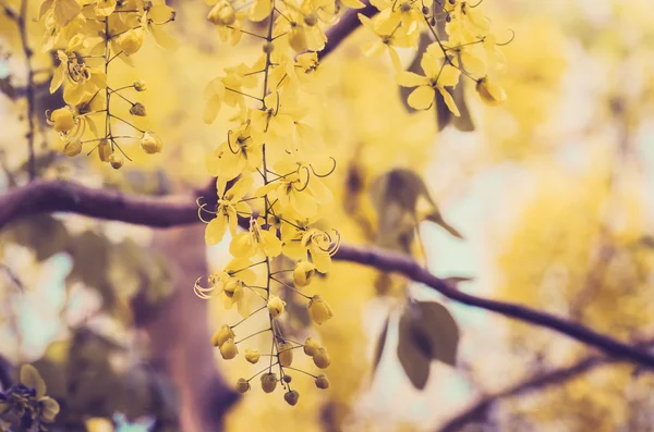 Chuveiro dourado ou Cassia fistula flor vintage — Fotografia de Stock