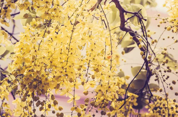 Gyllene dusch eller cassia fistula blomma vintage — Stockfoto