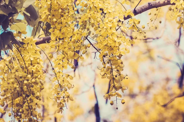 Altın duş veya cassia fistül çiçek vintage — Stockfoto