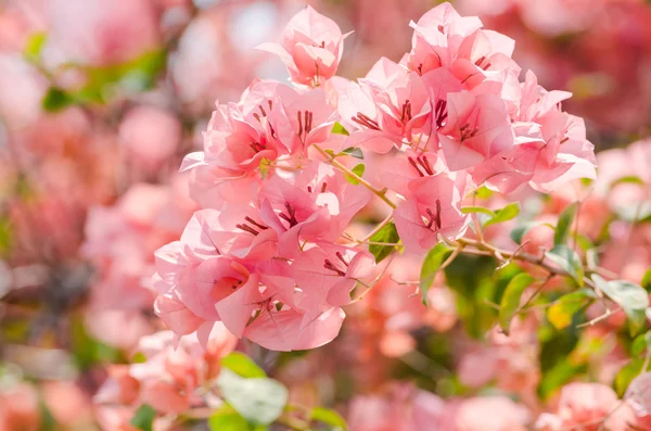 Paper flowers or Bougainvillea — Stock Photo, Image