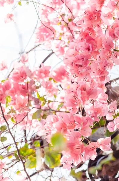 Flores de papel ou Bougainvillea Imagens De Bancos De Imagens Sem Royalties