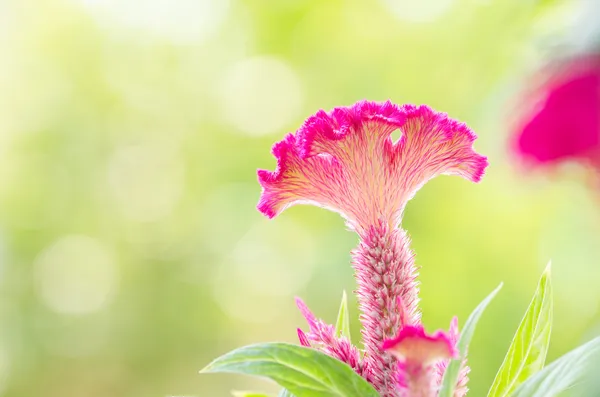 Flores de celósia ou lã ou flor de Cockscomb — Fotografia de Stock