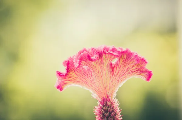 yün veya celosia çiçek veya cockscomb çiçek vintage