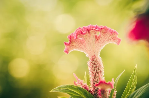 Kwiaty celosia lub wełny lub Zarozumialec kwiat vintage — Zdjęcie stockowe