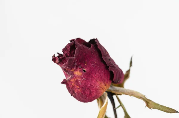Rózsa virág — Stock Fotó