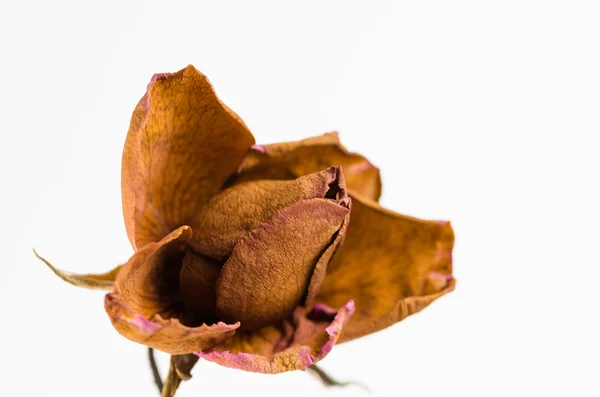 Flor de rosa —  Fotos de Stock