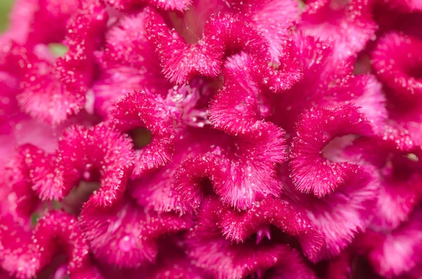 Celosia or Wool flowers or Cockscomb flower — Stock Photo, Image