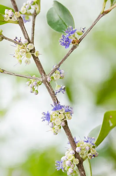 Pequeña flor —  Fotos de Stock