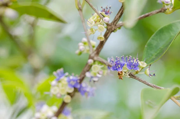 Pequeña flor —  Fotos de Stock